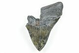 Partial, Fossil Megalodon Tooth - Serrated Blade #171081-1